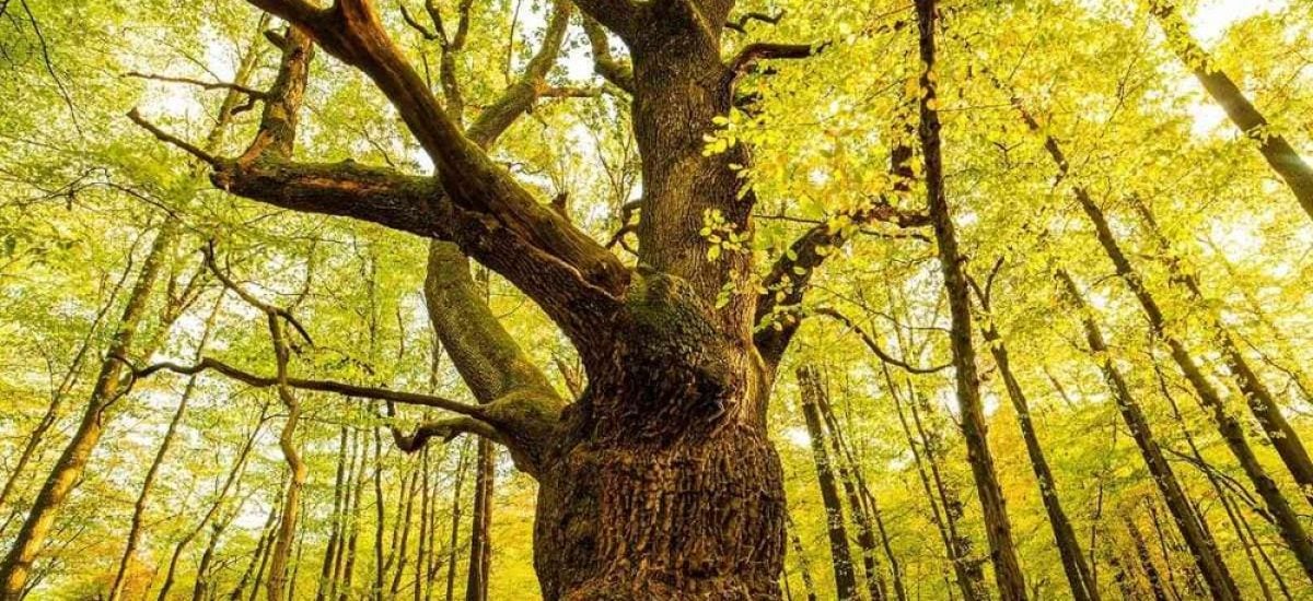 dub letný v súťaži európsky strom roka