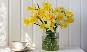 Narcis pestovanie
