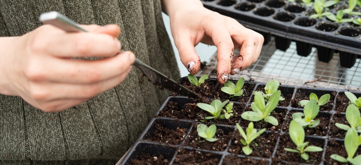ako vypestovať zdravé sadenice vo výsadbových miskách