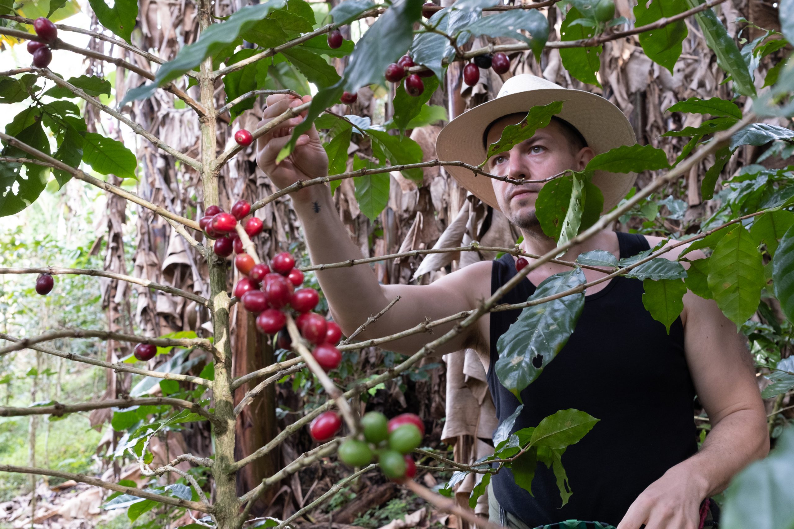 Peter zbiera kávovníkové čerešne v honduraskom pralese