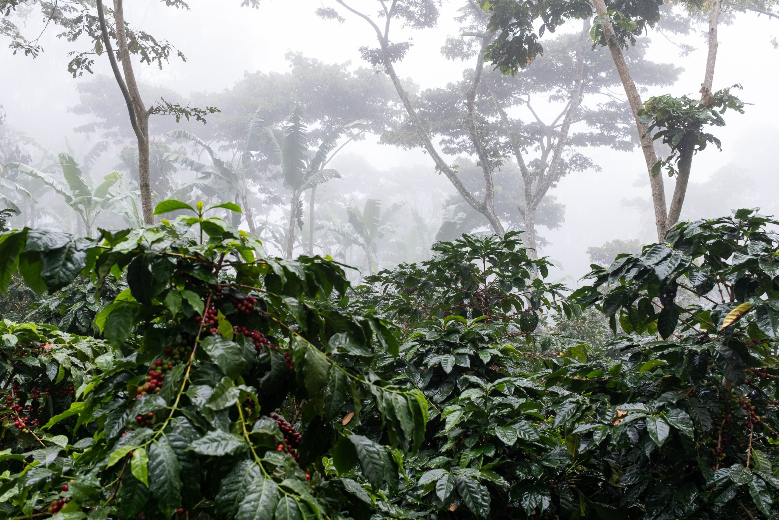 Toto sú dokonalé podmienky pre rast kávovníkov. Prales v ktorom je teplo a vlhko. Okolitá fauna a flóra tvoria pestrý ekosystém