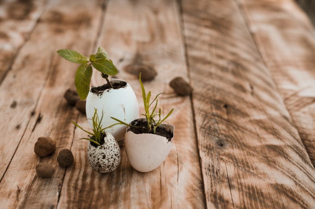 Škrupiny z vajíčka so sadenicami rastlín