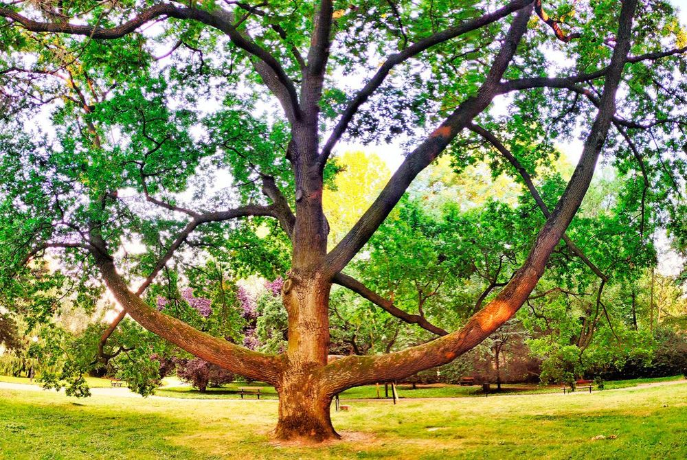 Dračí dub strom roka