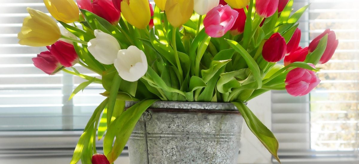 Rezané kvety tulipánov vo vedre