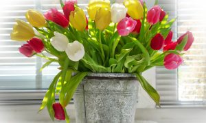 Rezané kvety tulipánov vo vedre