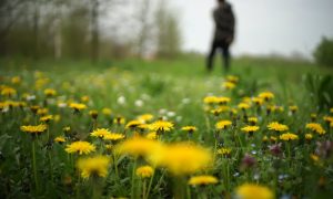 púpavové kapary a púpavy rozkvitnuté v tráve