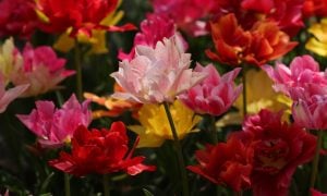 tulipán a cibuľoviny po odkvitnutí