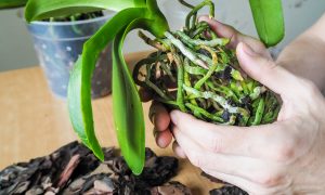 Orchidea