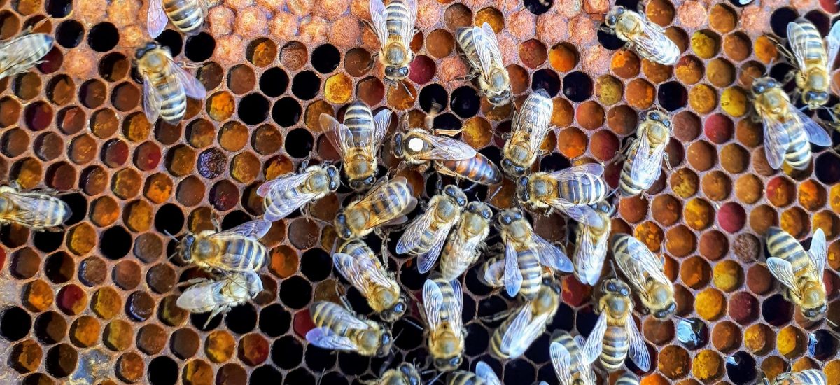 nový apidomček s včelami