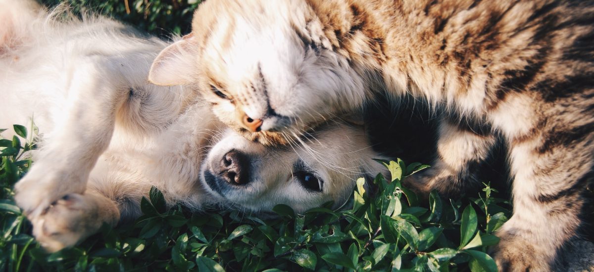 psík a mačička ležia v tráve – sloboda zvierat adopcia