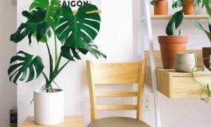keď monstera začína žltnúť