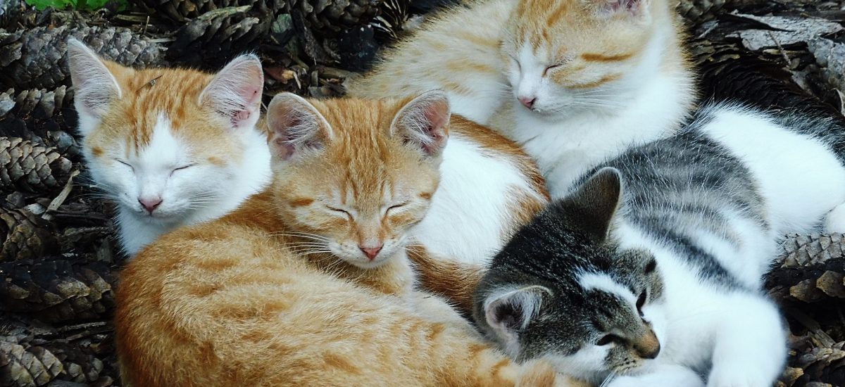 štyri rozkošné mačiatka