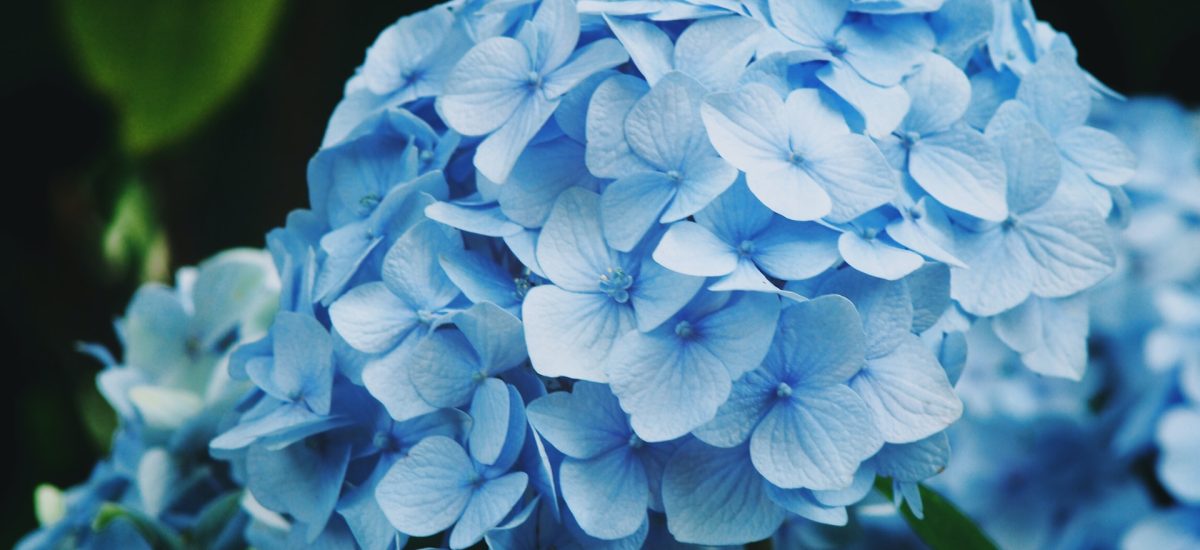 ako vysušiť kvety hortenzie - modré súkvetie