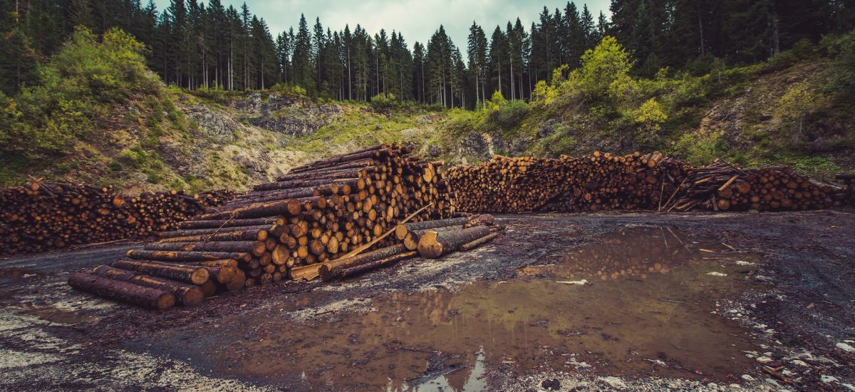 vyťažené drevo ako nelichotivý míľnik prečerpania zdrojov Zeme