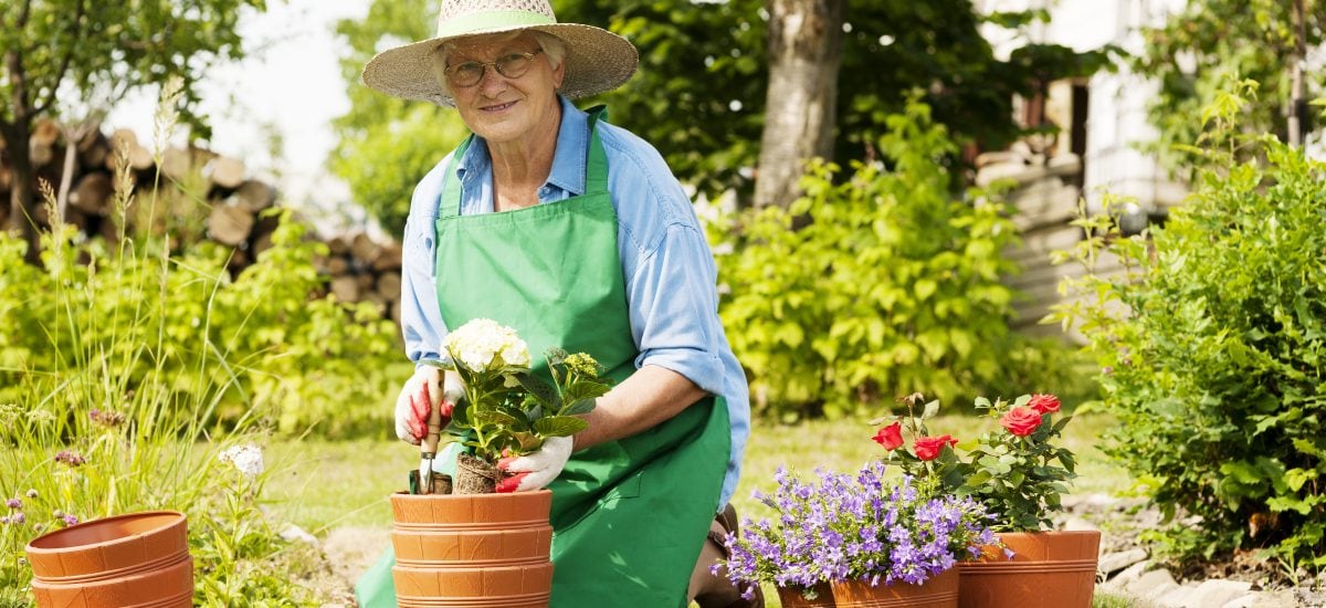 staršia žena sa stará v záhrade o kvety
