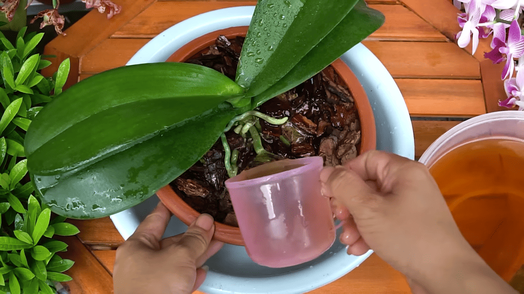 orchideu polievame kávovým výluhom