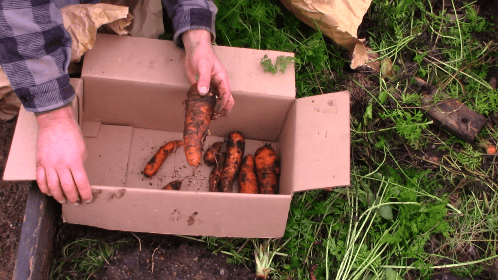 mrkvová úroda ukladaná do kartónovej krabice