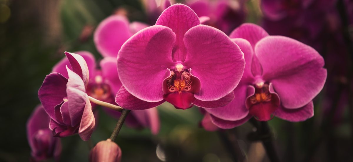pohľad na kvitnúcu ružovú orchideu