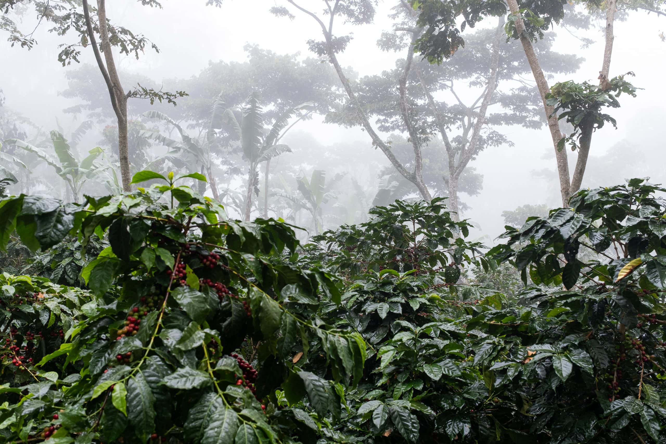Takto vyzerajú zdravé kávovníky. Rastú v hustom pralese obklopené bohatou faunou a flórou.