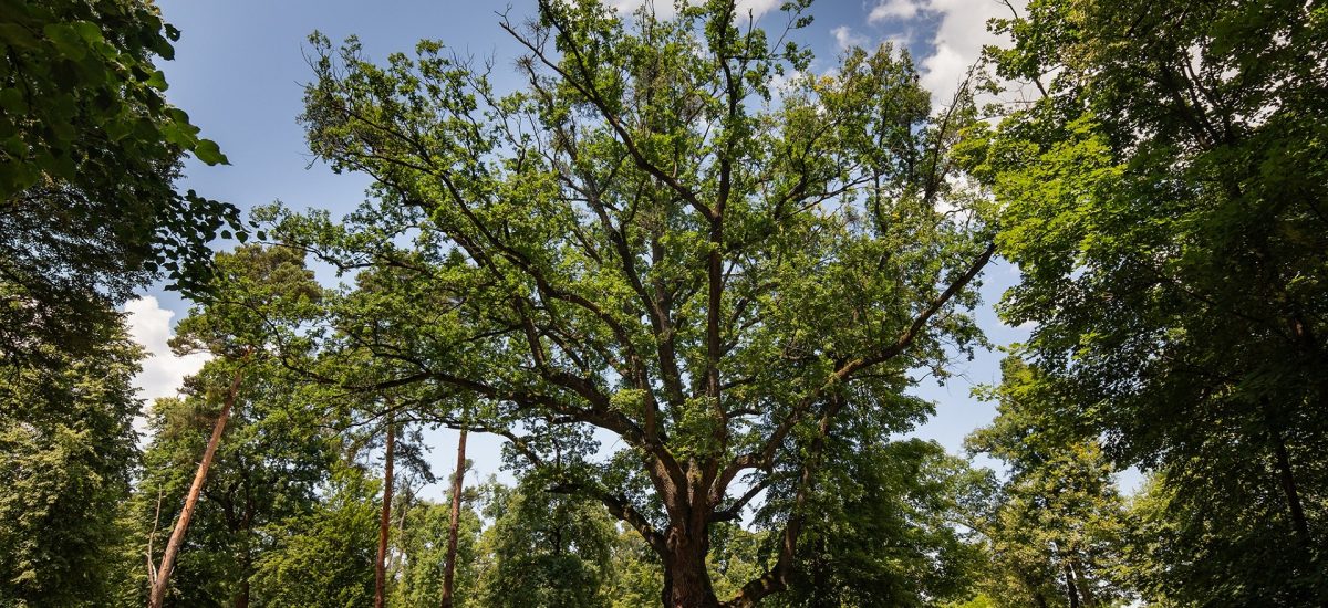 dub zo Zámockého parku v Malackách