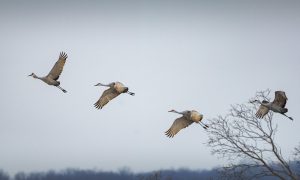 obloha a jesenná migrácia vtákov