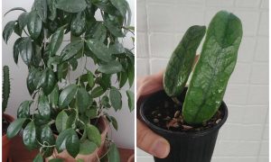 Hoya