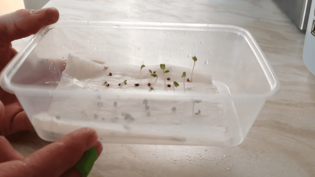 naklíčenie semienok v plastovej miske