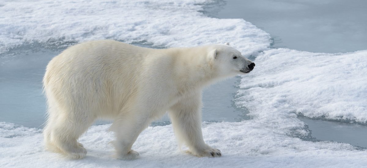 ľadový medveď