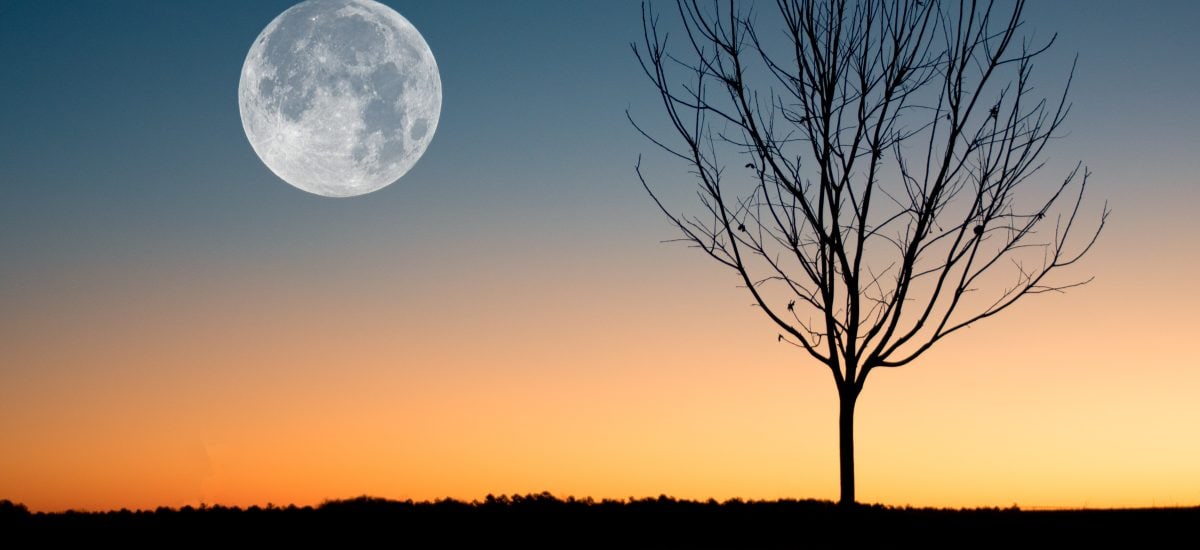 mesiac na oblohe a strom bez lístia