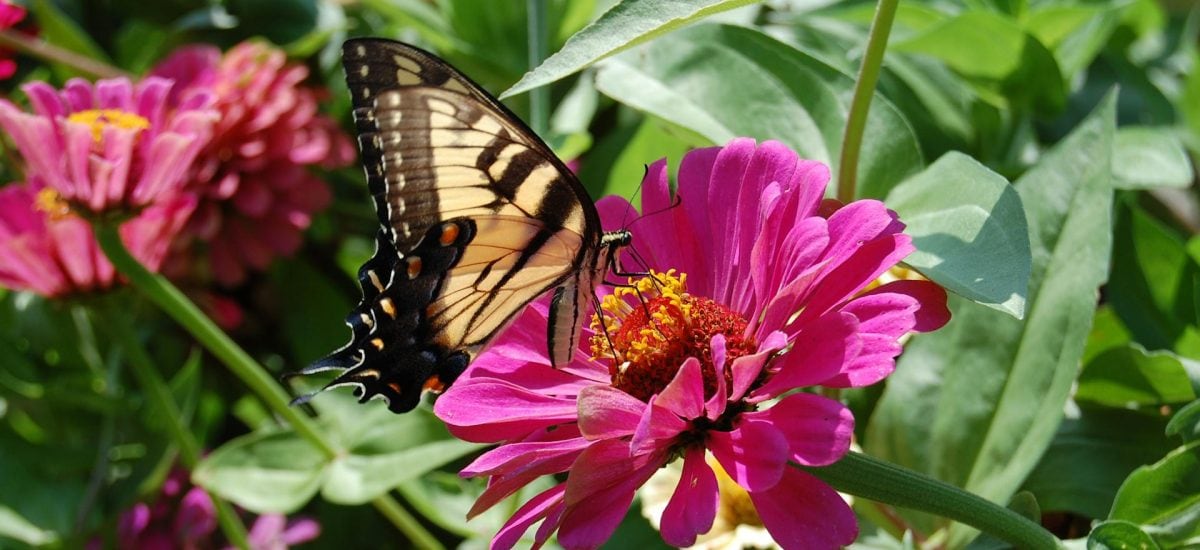 rady ako pestovať cínie a motýľ na kvitnúcej cínii