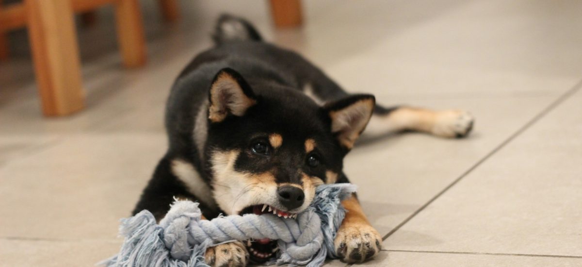 psík s hračkou z flísovej deky
