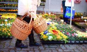 veľtrh záhradkár v Trenčíne a vystavované rastliny