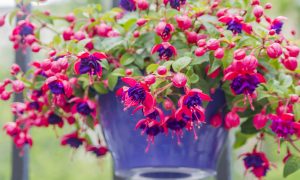 Rastlina mesiaca - fuksia