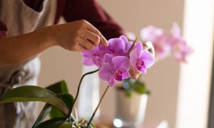 kvitnúca stonka orchidey