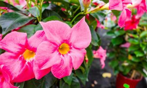 bohato rozkvitnutá farebná mandevilla