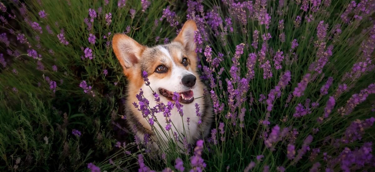 psík corgi v záhone a toxická levanduľa