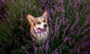 psík corgi v záhone a toxická levanduľa