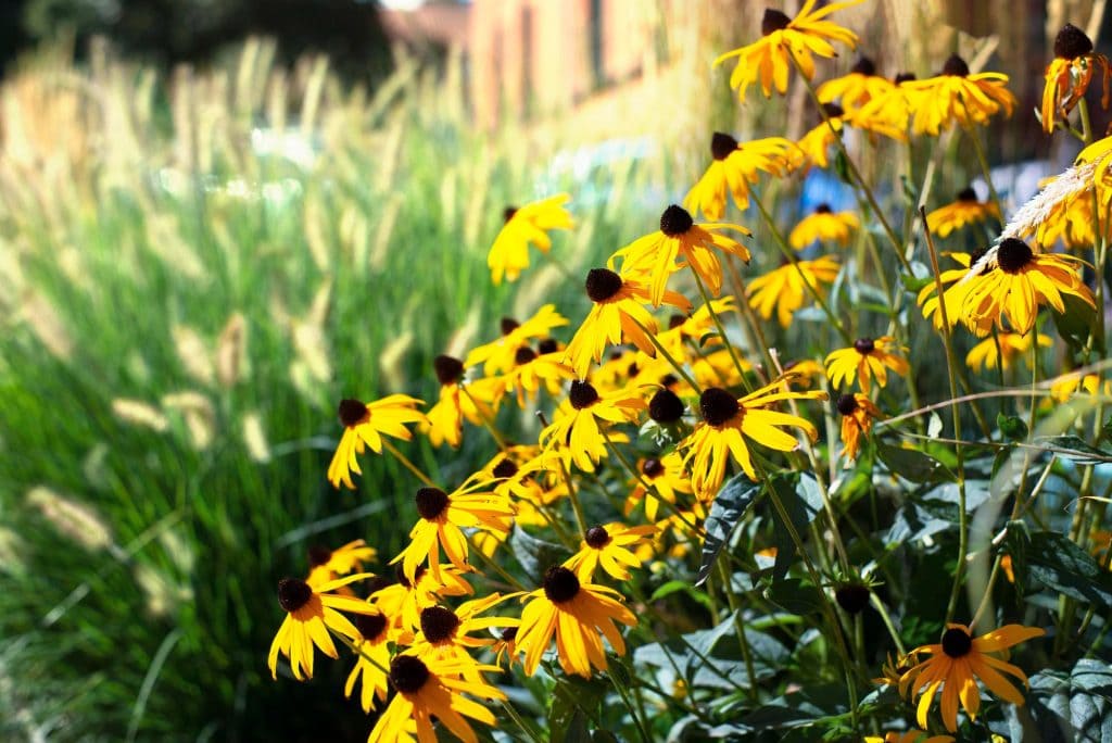 kvitnúca žltá rudbekia