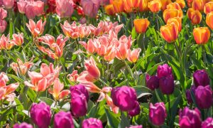 kvitnúci záhon cibuľovín a pestrých tulipánov