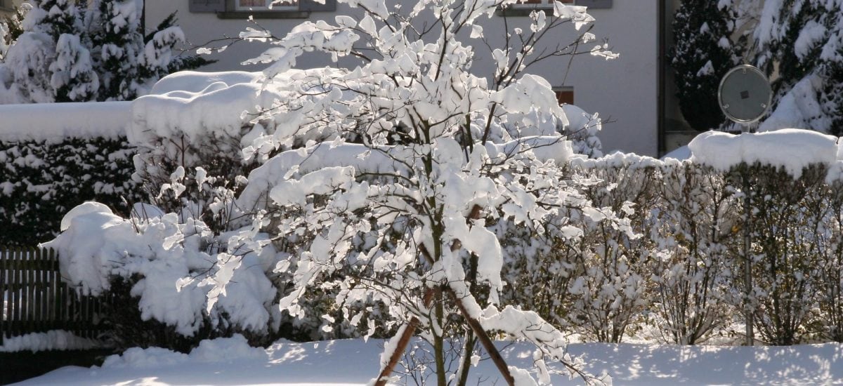 zasnežená príroda a záhradné práce v januári
