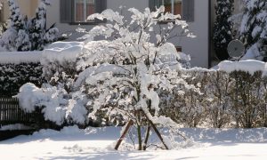 zasnežená príroda a záhradné práce v januári