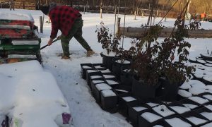 muž využíva sneh na izoláciu pre rastliny
