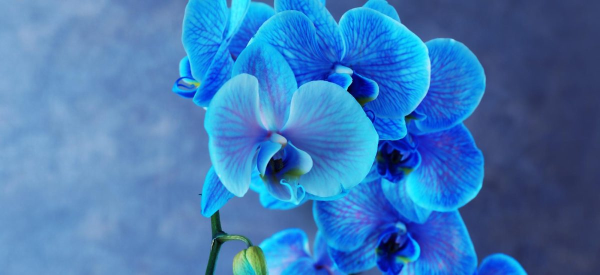 rozkvitnutá modrá orchidea