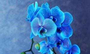 rozkvitnutá modrá orchidea
