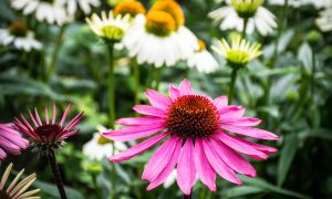 ružová echinacea kvitnúca dlhé mesiace