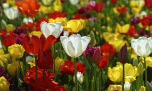 jarné sadenie tulipánov a kvitnúci záhon tulipánov