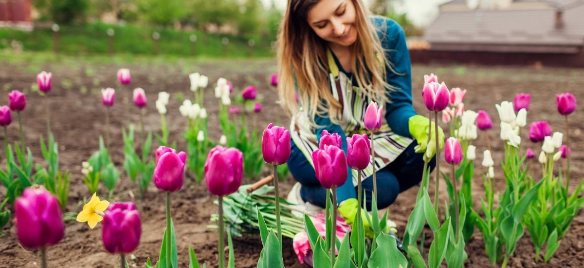mladá žena pestuje tulipány kvitnúce v apríli