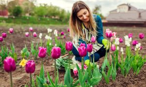 mladá žena pestuje tulipány kvitnúce v apríli