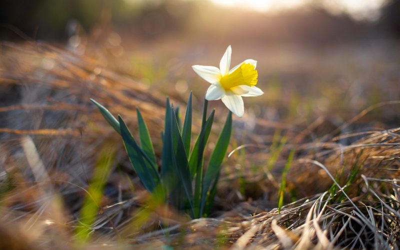 Narcis oživí každú záhradu aj interiér (Zdroj: unsplash.com/Михаил Павленко)