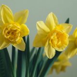 Žltý narcis je neoddeliteľnou súčasťou jari (Zdroj: unsplash.com/Kristaps Grundsteins)